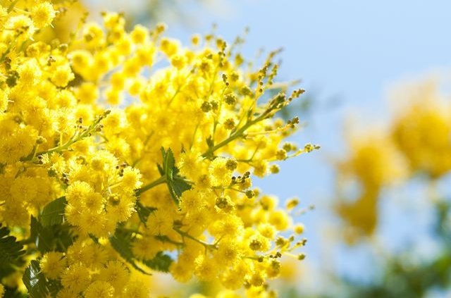 第1弾❗️3月8日 1日限定MIYABI mimosa ミモザ 2025バージョン 3/8,9はミモザのイベントです！ – 清水公園 カフェ・レストラン【公式
